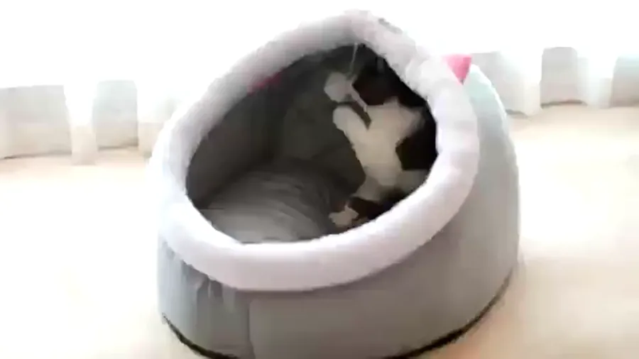 Cozy Cat Cave House photo 5